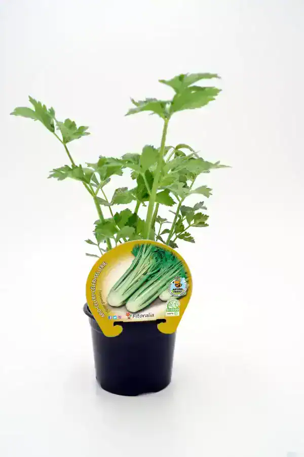 Jengibre en maceta con etiqueta de semillas de huerto.bio, planta saludable, cultivo ecológico y orgánico, ideal para huertos urbanos y jardinería sostenible.