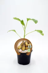 Cebolleta en maceta, cultivo ecológico, huerto bio, planta saludable.