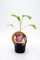 Jardín de planta de berenjena ornamental en maceta, cultivo ecológico, agricultura sostenible, producto natural, huerto ecológico, semillas orgánicas, plantación de hortalizas.