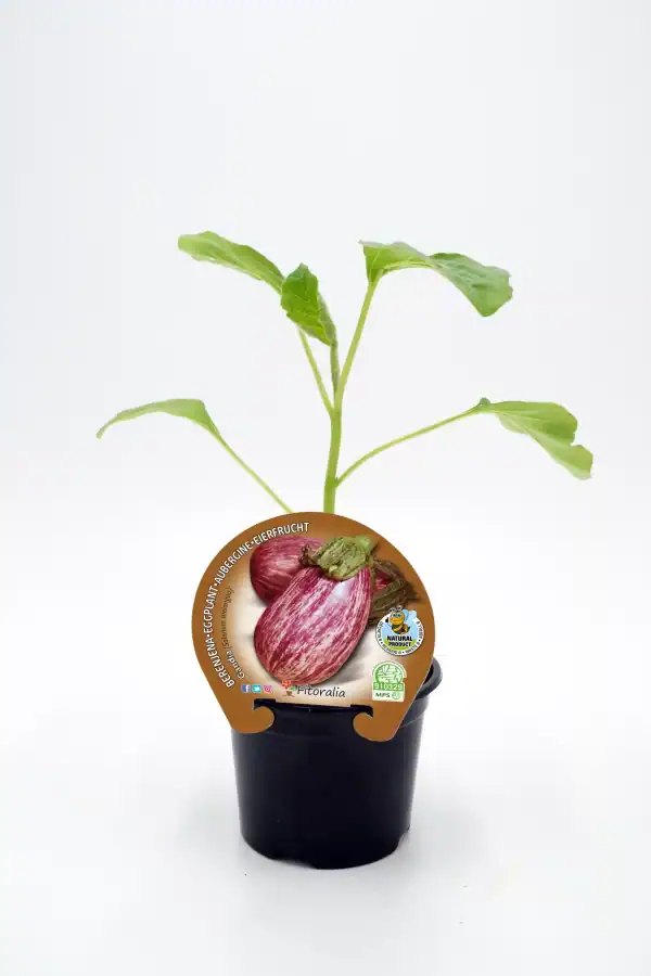 Jardín de planta de berenjena ornamental en maceta, cultivo ecológico, agricultura sostenible, producto natural, huerto ecológico, semillas orgánicas, plantación de hortalizas.