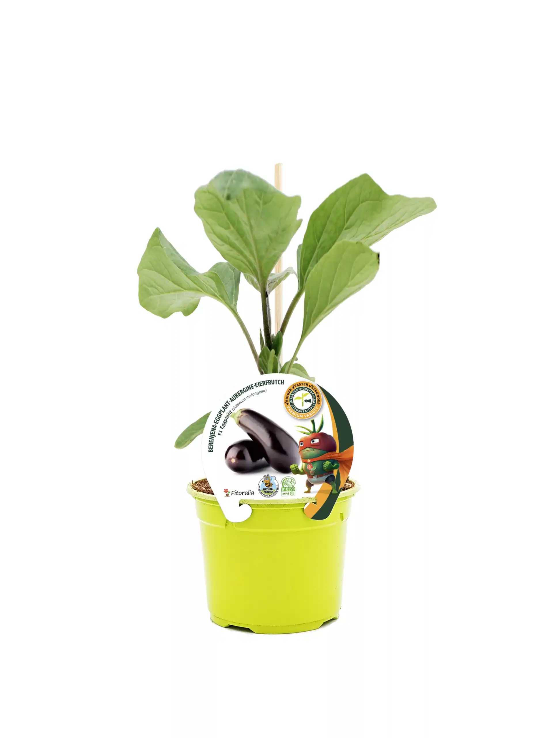 Berenjena ecológica en maceta, cultivo sostenible y biodiversidad, huerto urbano, vegetal orgánico, alimentación saludable, agricultura ecológica, huerto.bio.