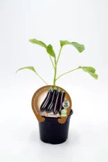 Alt: Planta de berenjena ecológica en maceta, lista para cultivar en huerto orgánico, con hojas verdes y fruto en desarrollo.