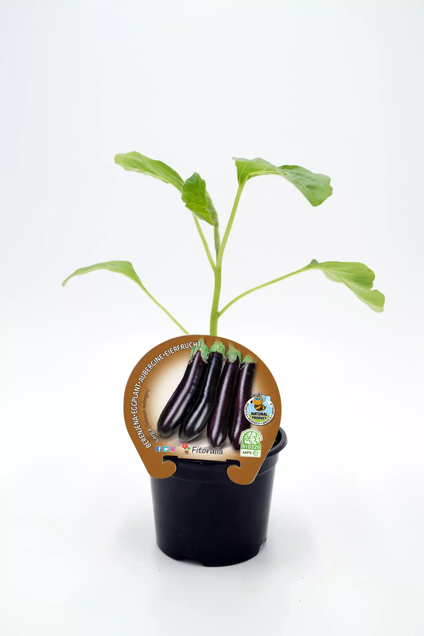 Alt: Planta de berenjena ecológica en maceta, lista para cultivar en huerto orgánico, con hojas verdes y fruto en desarrollo.