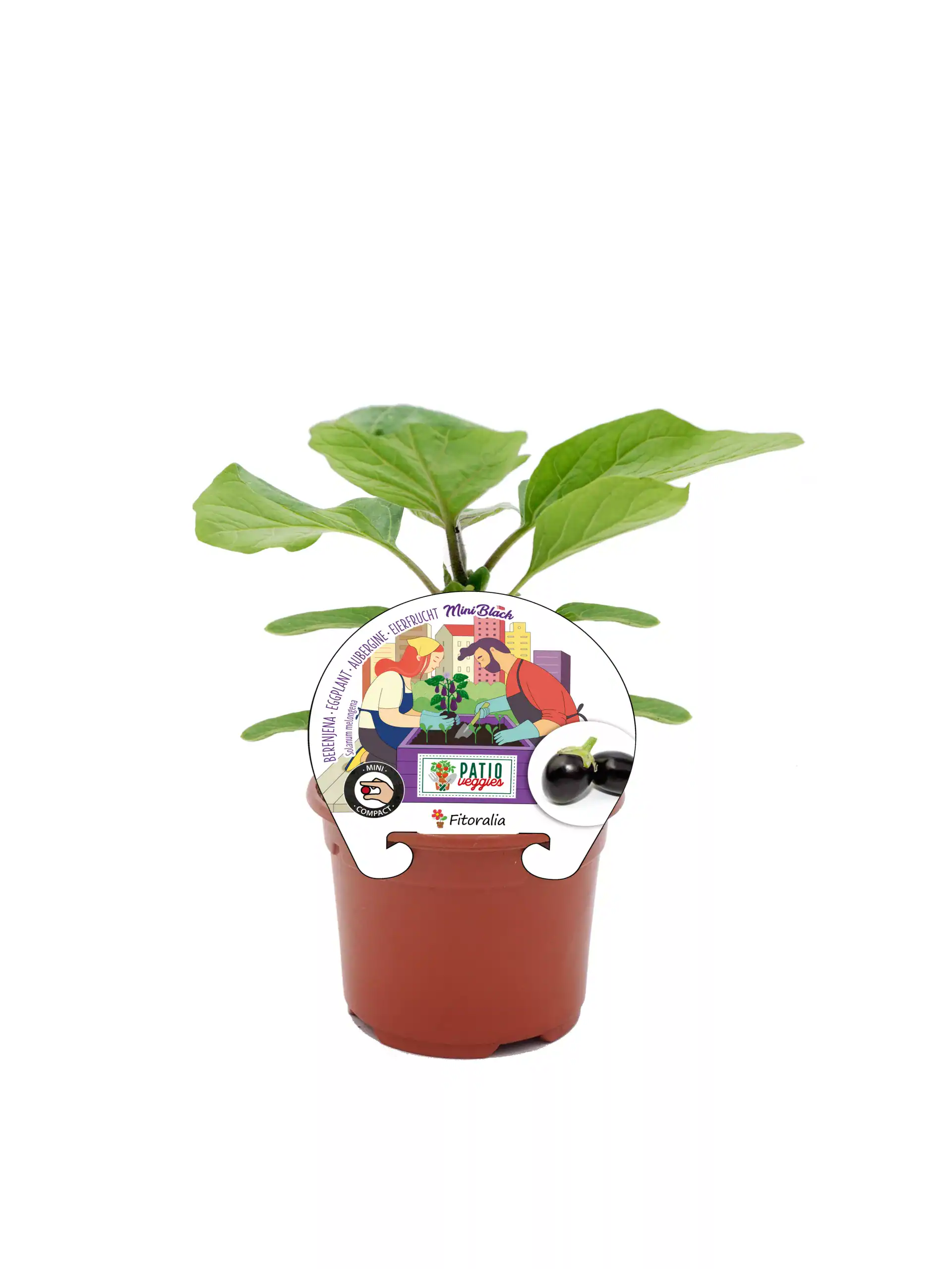 Planta de berenjena mini black en maceta, cultivo orgánico y sostenible, ideal para huertos urbanos y jardinería ecológica.