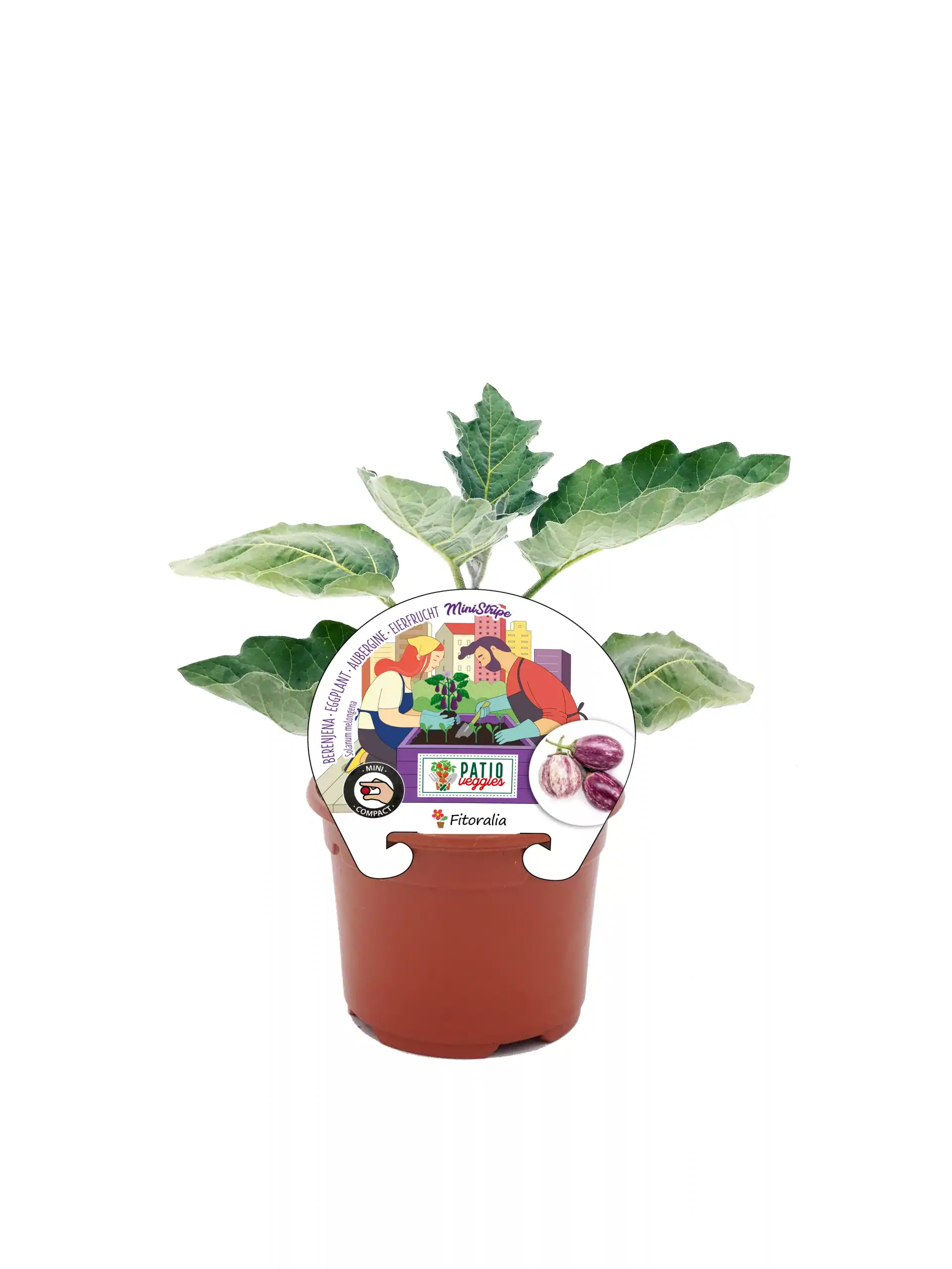 Alt: Planta de berenjena mini en maceta con etiqueta de cultivo orgánico y semillas de berenjena, ideal para huertos urbanos y agricultura ecológica.