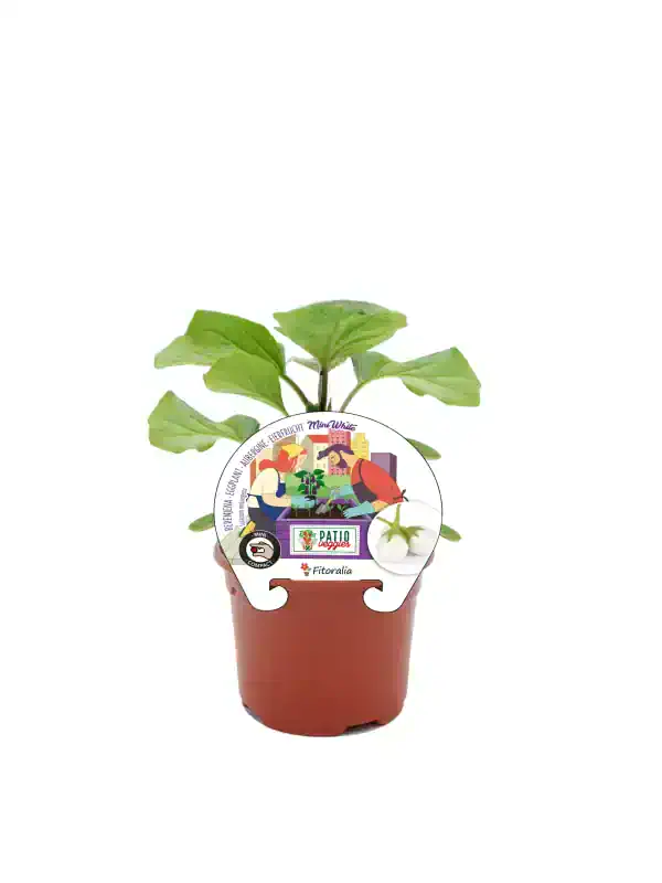 Hierba aromática en maceta, cultivo ecológico de Fitoralia, ideal para huerto urbano, con etiquetas ilustrativas para facilitar su cuidado y plantación, perfecta para un jardín ecológico.