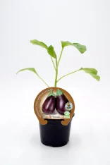 Una planta de berenjena orgánica en maceta, lista para cultivar en huerto ecológico. Berenjena ecológica de alta calidad, cultivada de forma natural y sin pesticidas, ideal para huertos sostenibles.