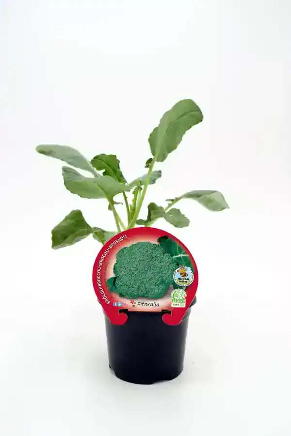 Broccoli en maceta cultivo ecológico Huerto.Bio con etiqueta de certificación orgánica y de calidad saludable.