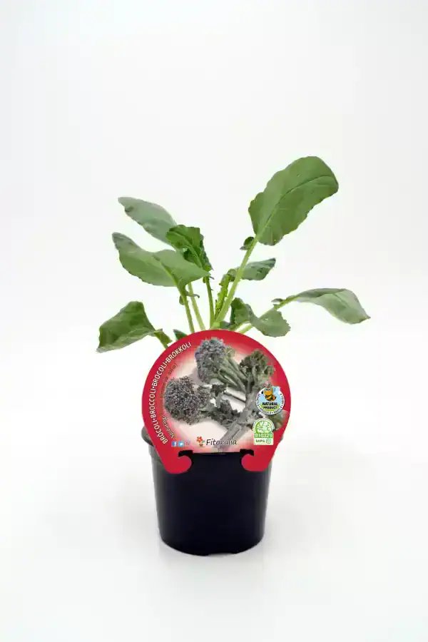 Broccoli en maceta, cultivo orgánico, huerto ecológico, verduras saludables, agricultura sostenible, huerto.bio, cultivo propio de verduras, alimentos frescos y naturales.