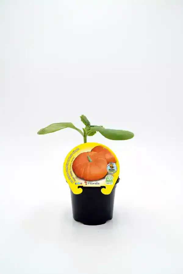 Brot Kürbis plantación orgánica en maceta, cultivo ecológico para huertos urbanos y jardines sostenibles.