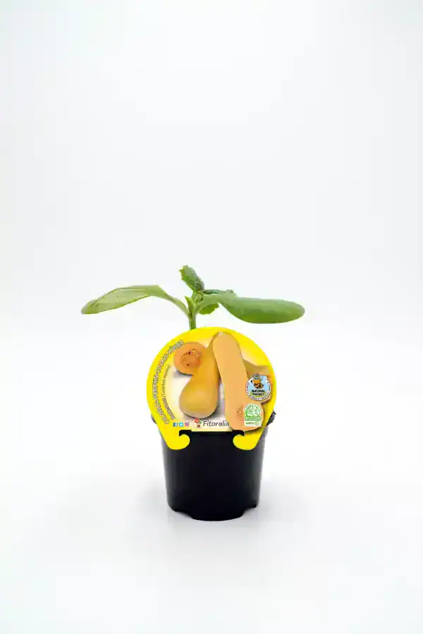 Jardín de calabaza en maceta, plantación de calabaza bebé con etiqueta de cultivo ecológico, crecimiento saludable, huerto urbano, vegetal orgánico, agricultura sostenible, semillas de calidad, huerto.bio.