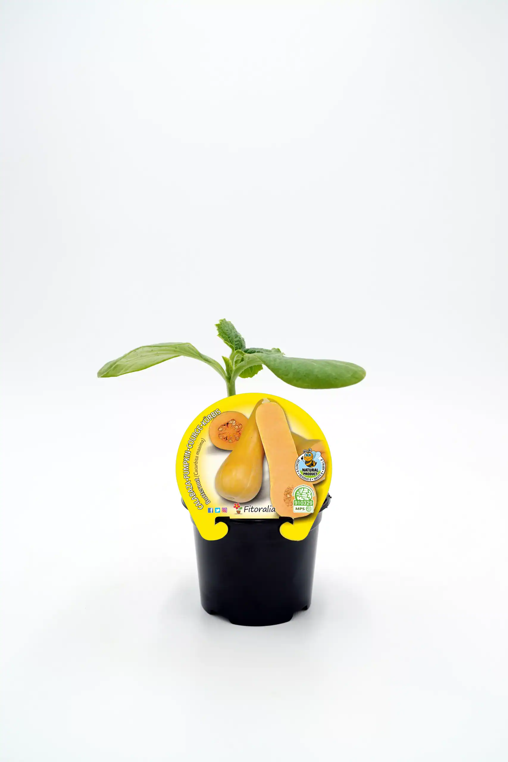Jardín de calabaza en maceta, plantación de calabaza bebé con etiqueta de cultivo ecológico, crecimiento saludable, huerto urbano, vegetal orgánico, agricultura sostenible, semillas de calidad, huerto.bio.