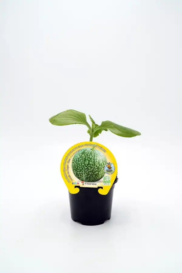 Lote de sandía ecológica en maceta, cultivar saludable y sostenible en huerto urbano.