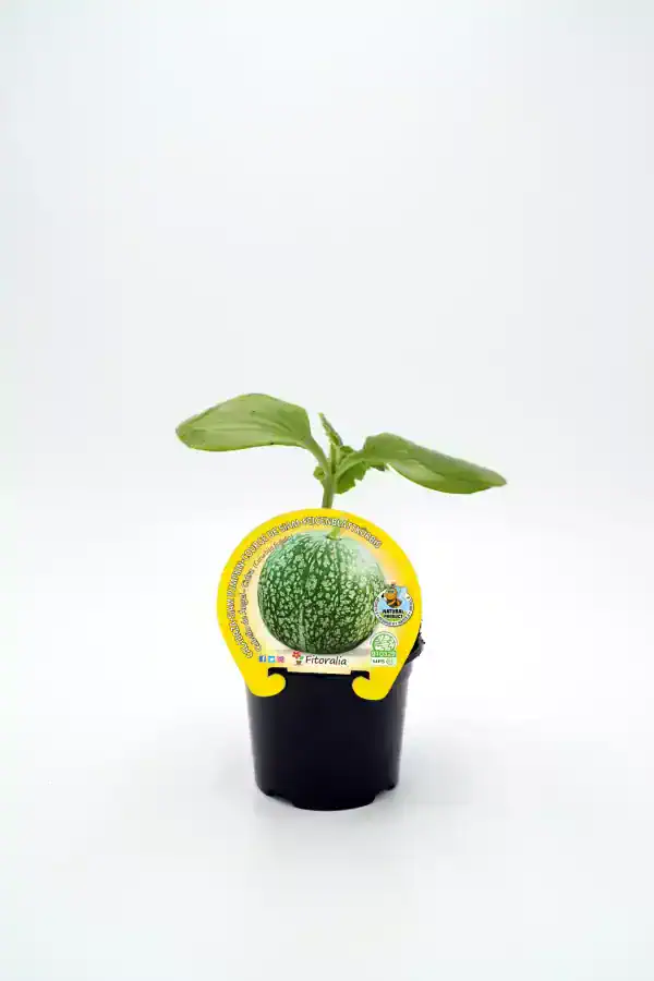 Lote de sandía ecológica en maceta, cultivar saludable y sostenible en huerto urbano.