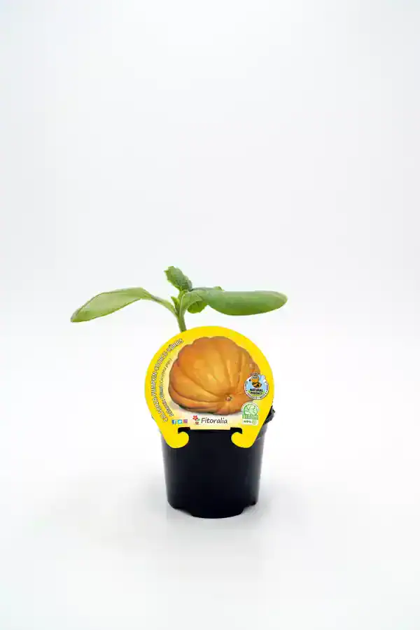 Crespón de calabaza en maceta con etiqueta y hojas verdes, cultivo ecológico en vivero, productos orgánicos, huerto sostenible, agricultura ecológica, plantación de calabazas.