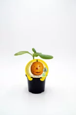 Jardín de calabaza de Halloween en maceta con protección ecológica y certificada, ideal para cultivo orgánico en huertos urbanos.
