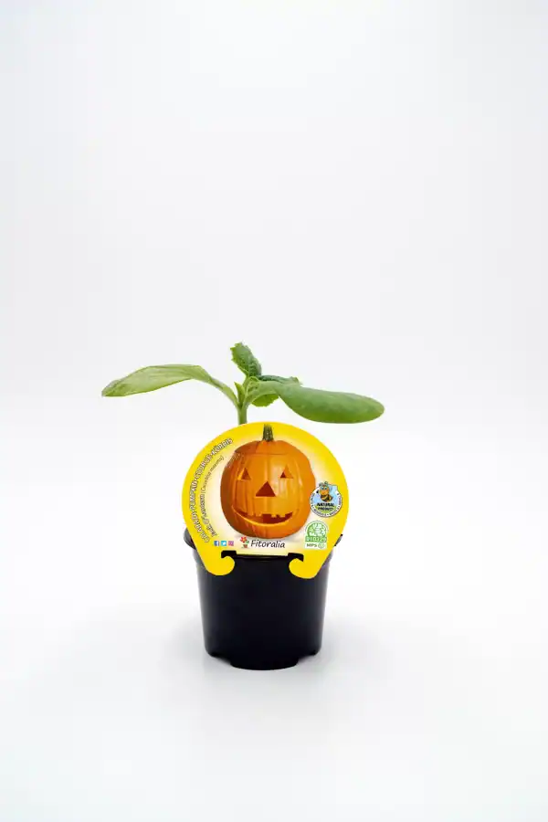 Jardín de calabaza de Halloween en maceta con protección ecológica y certificada, ideal para cultivo orgánico en huertos urbanos.