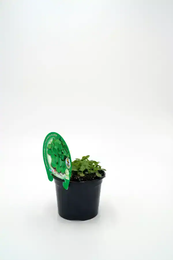 Jardín de plantas aromáticas en maceta, hierbas frescas para huerto ecológico, cultivo orgánico en casa, ideal para huertos urbanos.