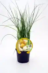 Hierba de cebolla en maceta con etiqueta, cultivo ecológico y saludable, ideal para huerto urbano y cocina, tamaño compacto y fácil de cuidar.