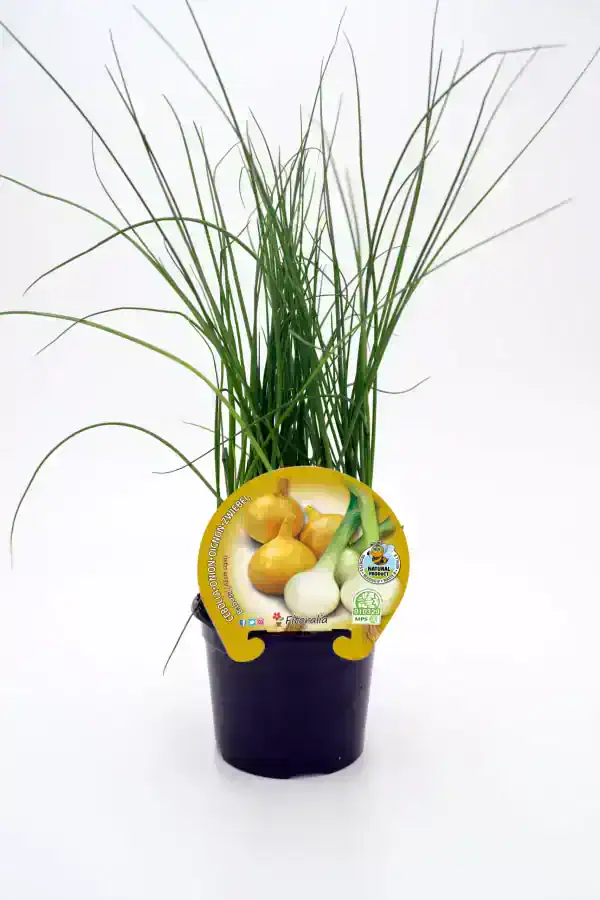 Hierba de cebolla en maceta con etiqueta, cultivo ecológico y saludable, ideal para huerto urbano y cocina, tamaño compacto y fácil de cuidar.