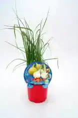 Cebolla y ajo ecológicos en maceta, cultivo natural, huerto sostenible, productos bio, huerto.bio.