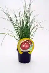 Cebolla de primavera ecológica en maceta, cultivo biológico, ideal para huerto urbano, cultivo natural y sostenible, producto orgánico.