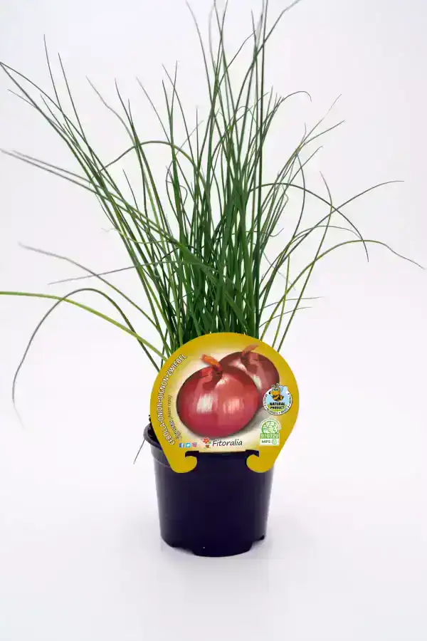 Cebolla de primavera ecológica en maceta, cultivo biológico, ideal para huerto urbano, cultivo natural y sostenible, producto orgánico.
