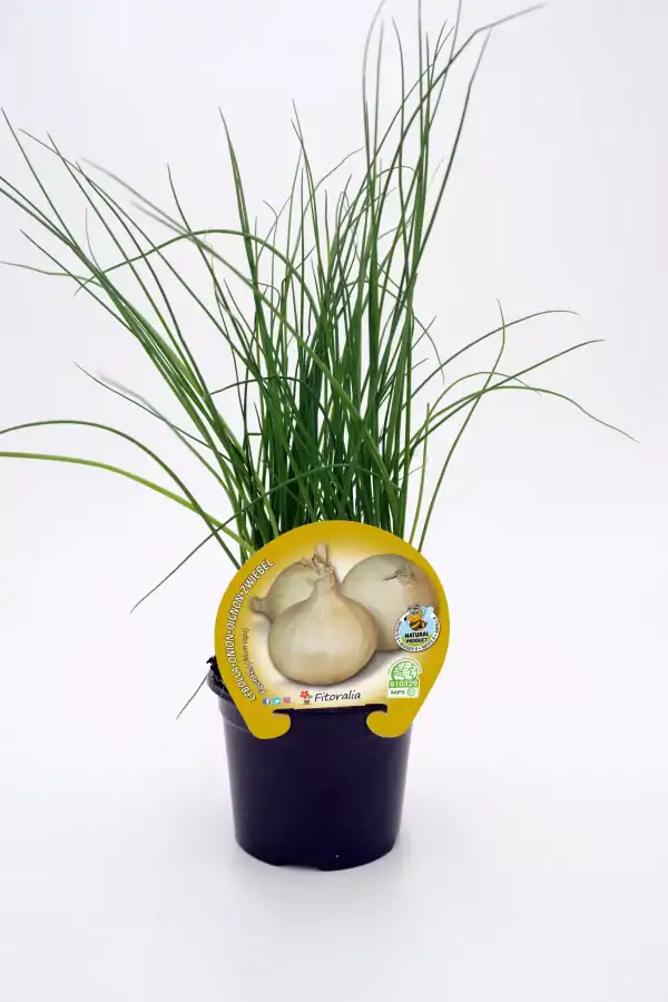 Cebolleta orgánica en maceta, hierba aromática cultivada sin pesticidas, ideal para huertos ecológicos y cocina saludable, producto natural y de agricultura sostenible.