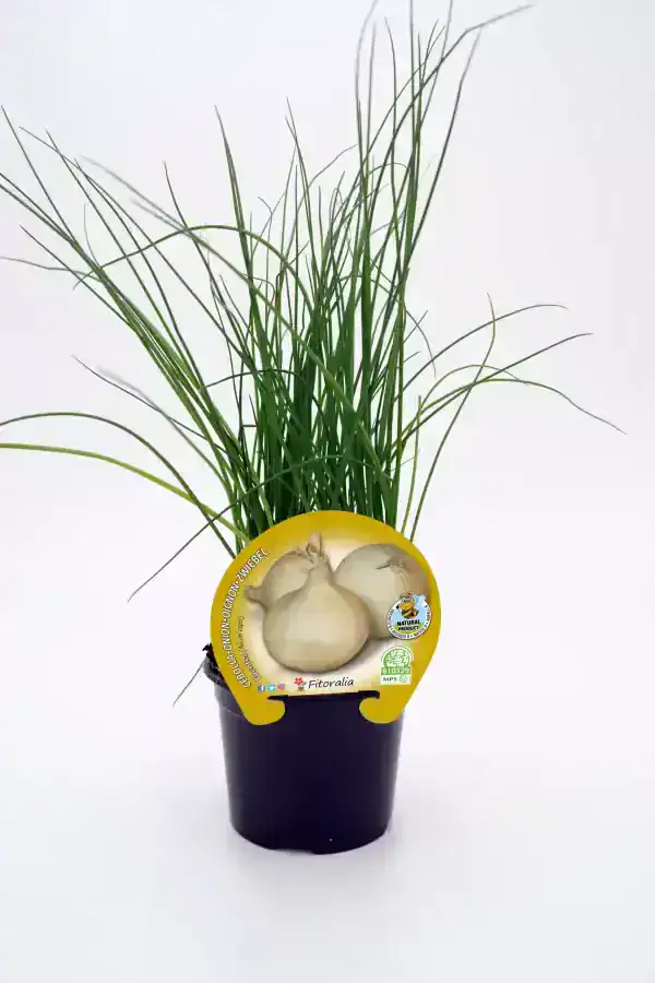 Cebolleta orgánica en maceta, hierba aromática cultivada sin pesticidas, ideal para huertos ecológicos y cocina saludable, producto natural y de agricultura sostenible.