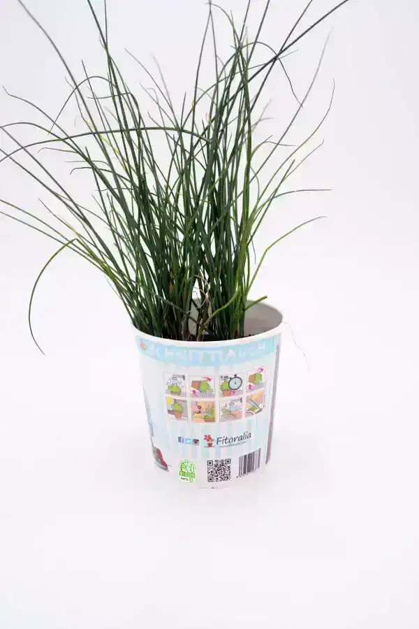 Relación de plántula de cebada o juncia en maceta biodegradable con guía de cultivo orgánico y ecológico, en un fondo blanco.