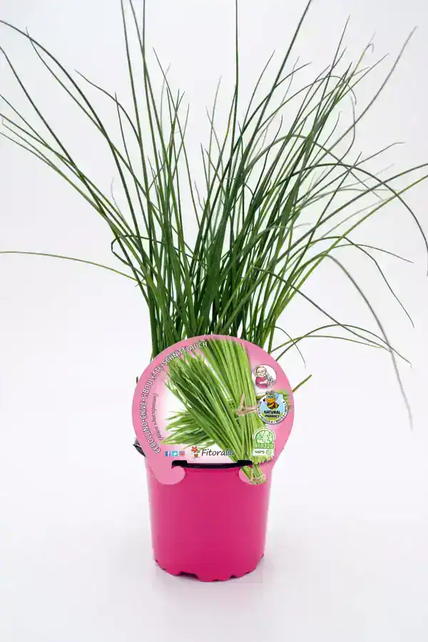 Verde tallo de cebolla china en maceta rosa, cultivo ecológico y natural, ideal para jardines y huertos urbanos, con etiquetas de certificación orgánica y creciente popularidad.