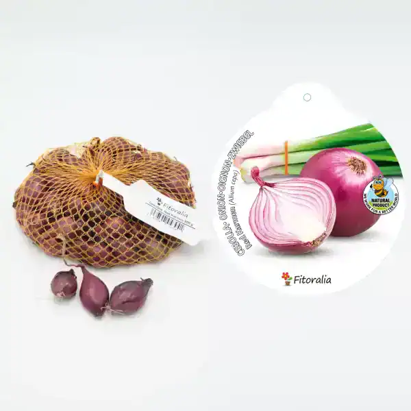 Cebolla roja ecológica en malla, producto de huerto ecológico, saludable y natural.