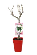 Rama de árbol frutal en maceta con fruta madura y etiqueta de producto Huerto.Bio, agricultura ecológica y cultivo de cerezas. Jardinera para cultivo en casa y jardín ecológico.