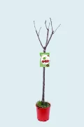 Árbol frutal en maceta con riego por goteo y etiqueta de cerezas. Árbol cherry joven para huerto ecológico, cultivado de forma sostenible y natural en España.