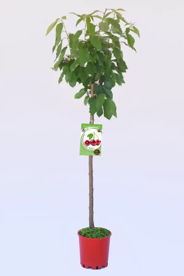 Árbol frutal de cereza en maceta, cultivo ecológico y biodinámico, ideal para huerto urbano.