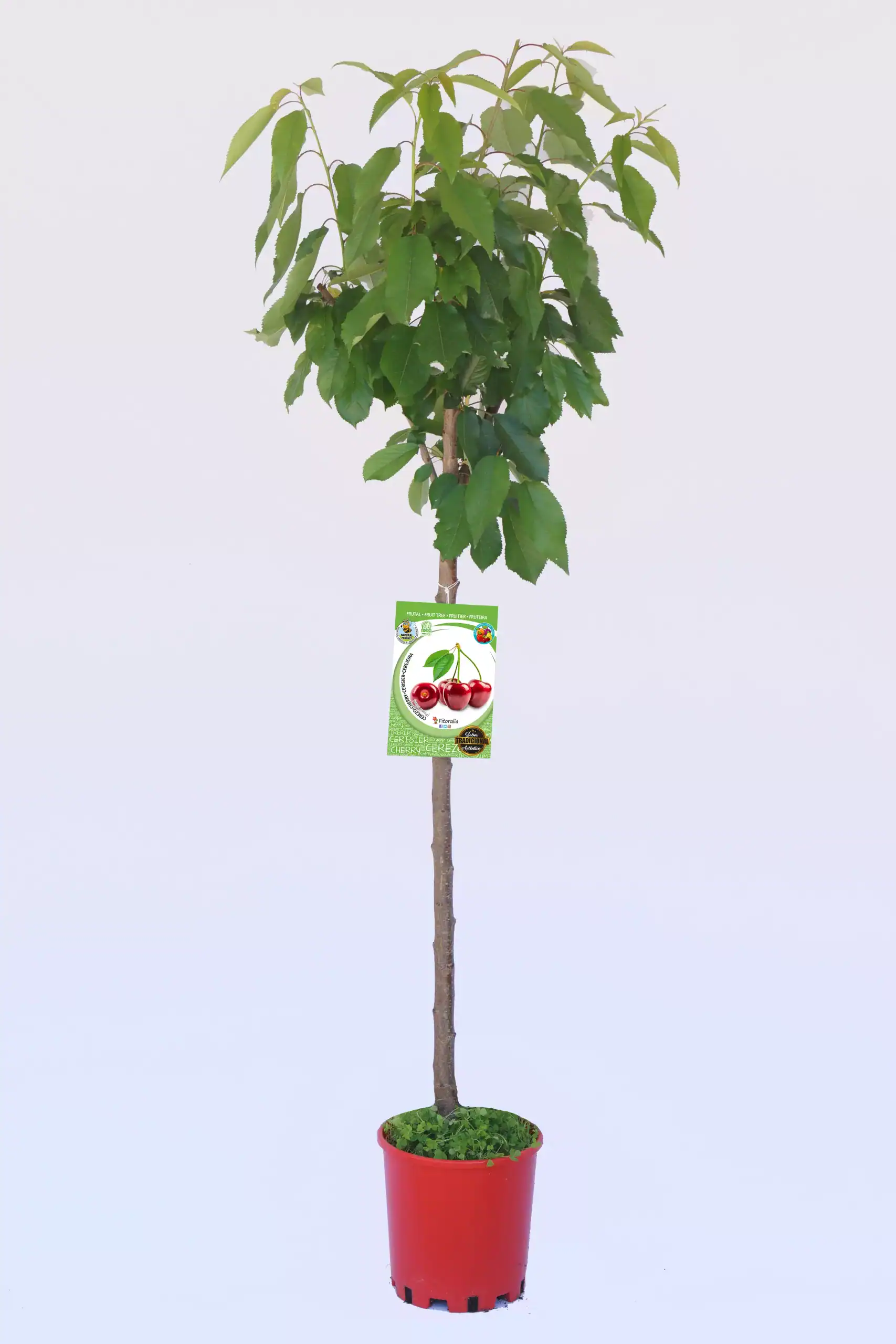 Árbol frutal de cereza en maceta, cultivo ecológico y biodinámico, ideal para huerto urbano.