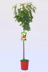 Árbol de cerezo en maceta, cultivo ecológico de cerezas rojas, saludable y natural para huerto urbano, ideal para jardinero ecológico y agricultura sostenible.