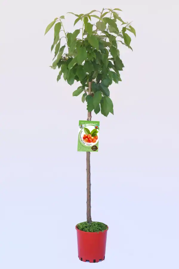 Árbol de cerezo en maceta, cultivo ecológico de cerezas rojas, saludable y natural para huerto urbano, ideal para jardinero ecológico y agricultura sostenible.
