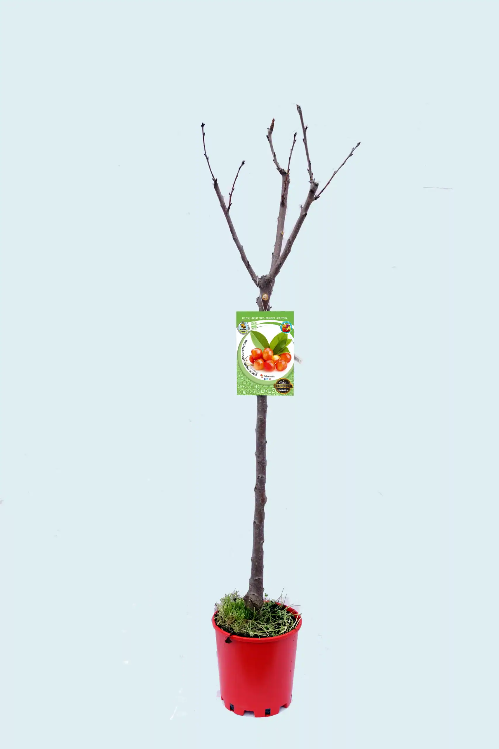 Arbol de cerezo en maceta para jardinería orgánica y agricultura biodinámica, ideal para huertos urbanos y cultivos sostenibles. Producto ecológico y de alta calidad.