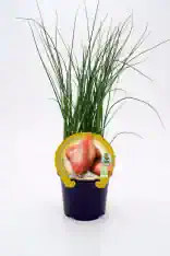 Cebolla en maceta, cultivo orgánico de huerto ecológico, plantas aromáticas y verduras bio, ideal para huerto urbano y agricultura sostenible, producto natural y sin pesticidas.