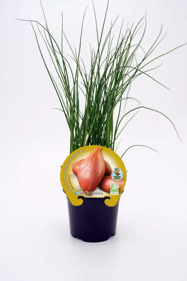 Cebolla en maceta, cultivo orgánico de huerto ecológico, plantas aromáticas y verduras bio, ideal para huerto urbano y agricultura sostenible, producto natural y sin pesticidas.