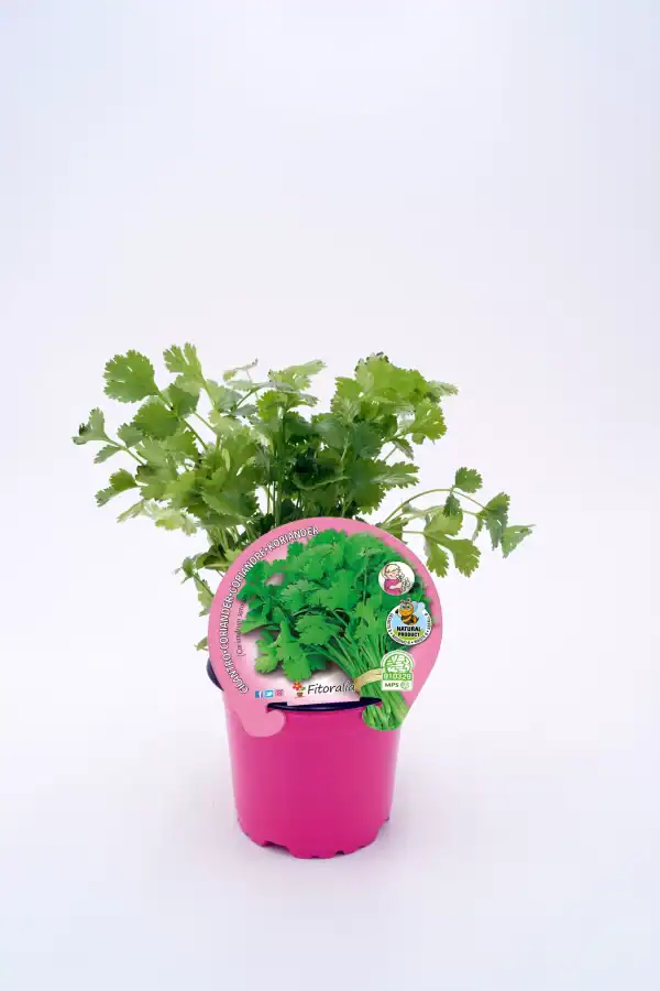 Hierba cilantro ecológico en maceta rosa, cultivo natural y orgánico, ideal para cocina saludable, huerto urbano y jardinería ecológica. Variedad de planta fresca y aromática, cultivo sostenible.