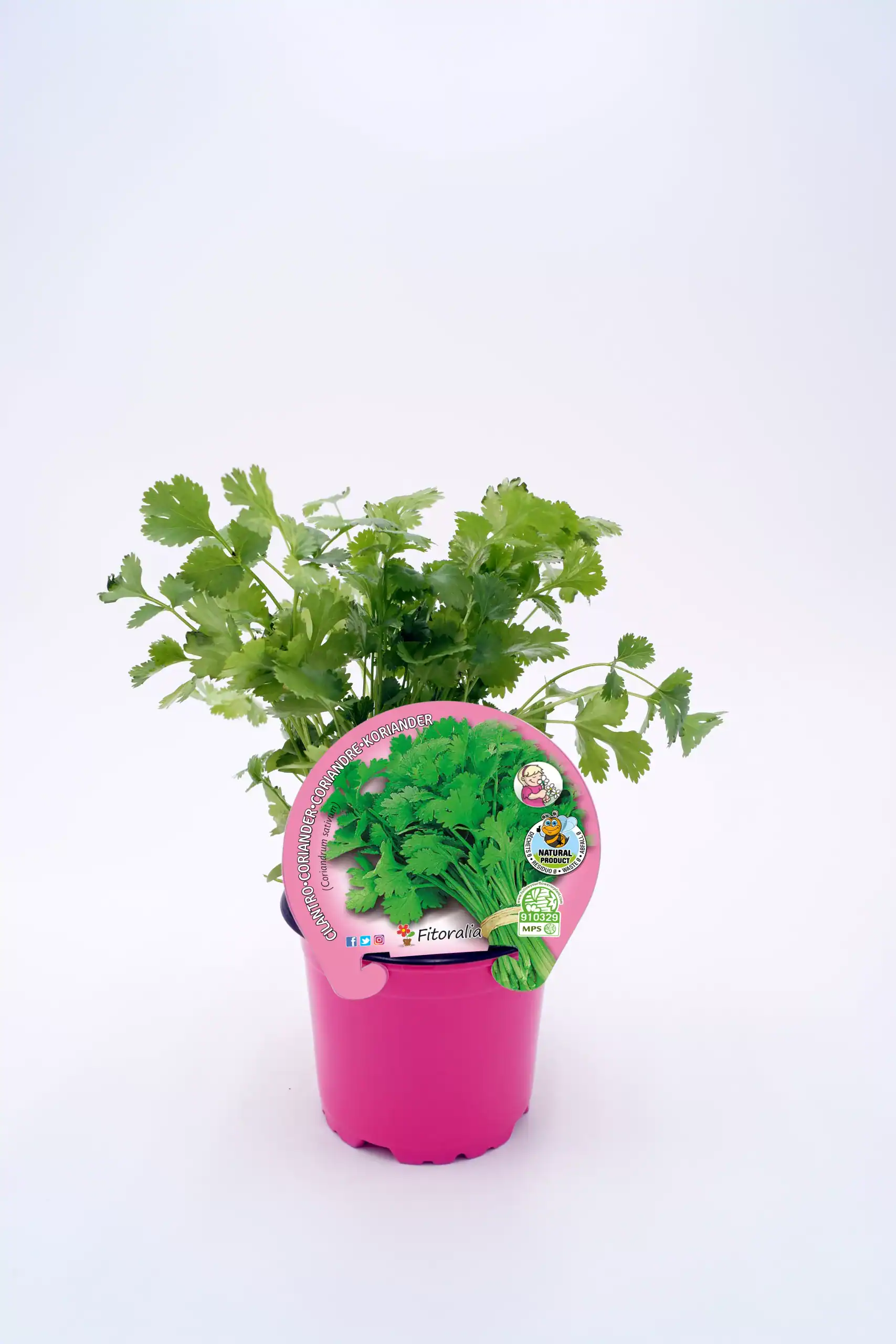 Hierba cilantro ecológico en maceta rosa, cultivo natural y orgánico, ideal para cocina saludable, huerto urbano y jardinería ecológica. Variedad de planta fresca y aromática, cultivo sostenible.