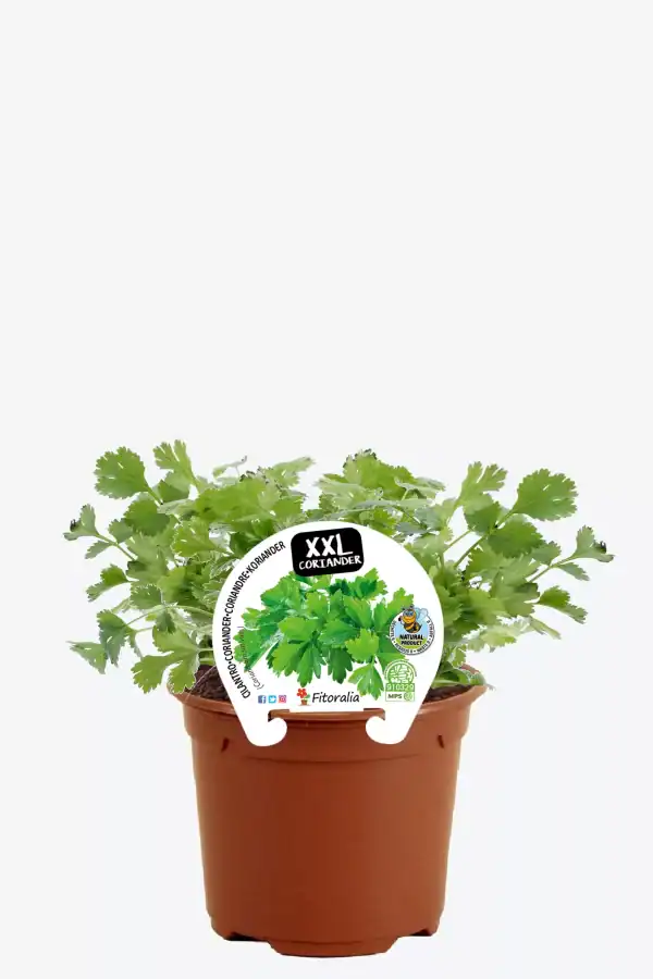 Cilantro fresco en maceta orgánica para huerto urbano, cultivo ecológico, ideal para cocina saludable y recetas caseras.