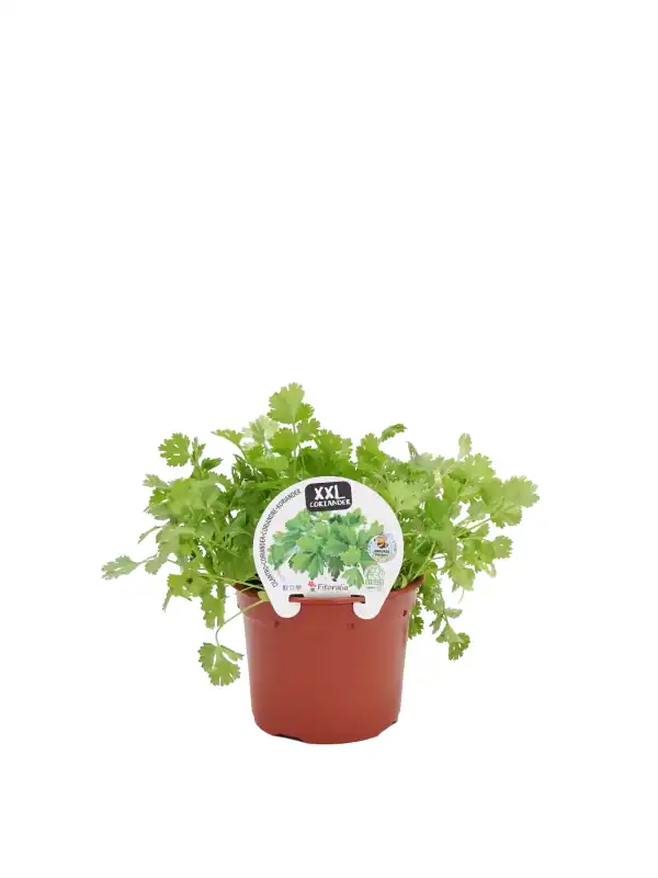 Cilantro en maceta grande, cultivo ecológico y saludable para cocinar en casa.