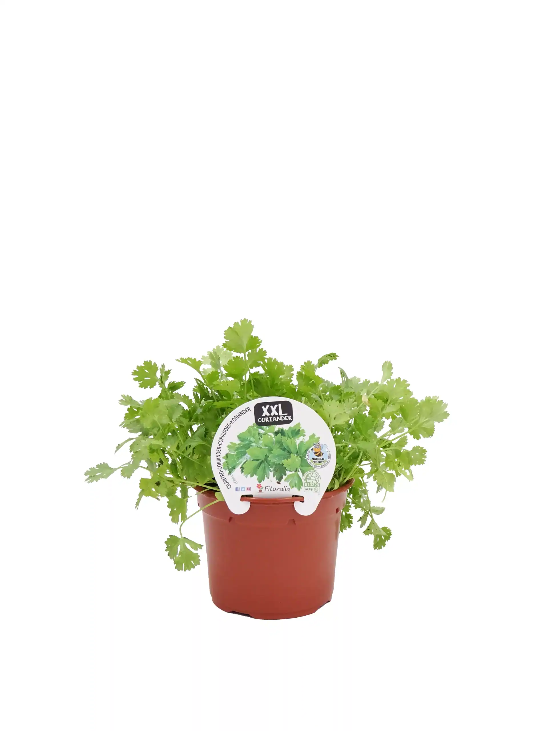 Cilantro en maceta grande, cultivo ecológico y saludable para cocinar en casa.