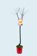 Juglante de ciruela en maceta, árbol frutal de frutos amarillos, cultivo orgánico, huerto ecológico, árbol de fruta fresca, plantar en jardín o huerto urbano, variedad tradicional de ciruela amarilla.