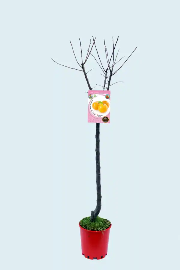 Juglante de ciruela en maceta, árbol frutal de frutos amarillos, cultivo orgánico, huerto ecológico, árbol de fruta fresca, plantar en jardín o huerto urbano, variedad tradicional de ciruela amarilla.