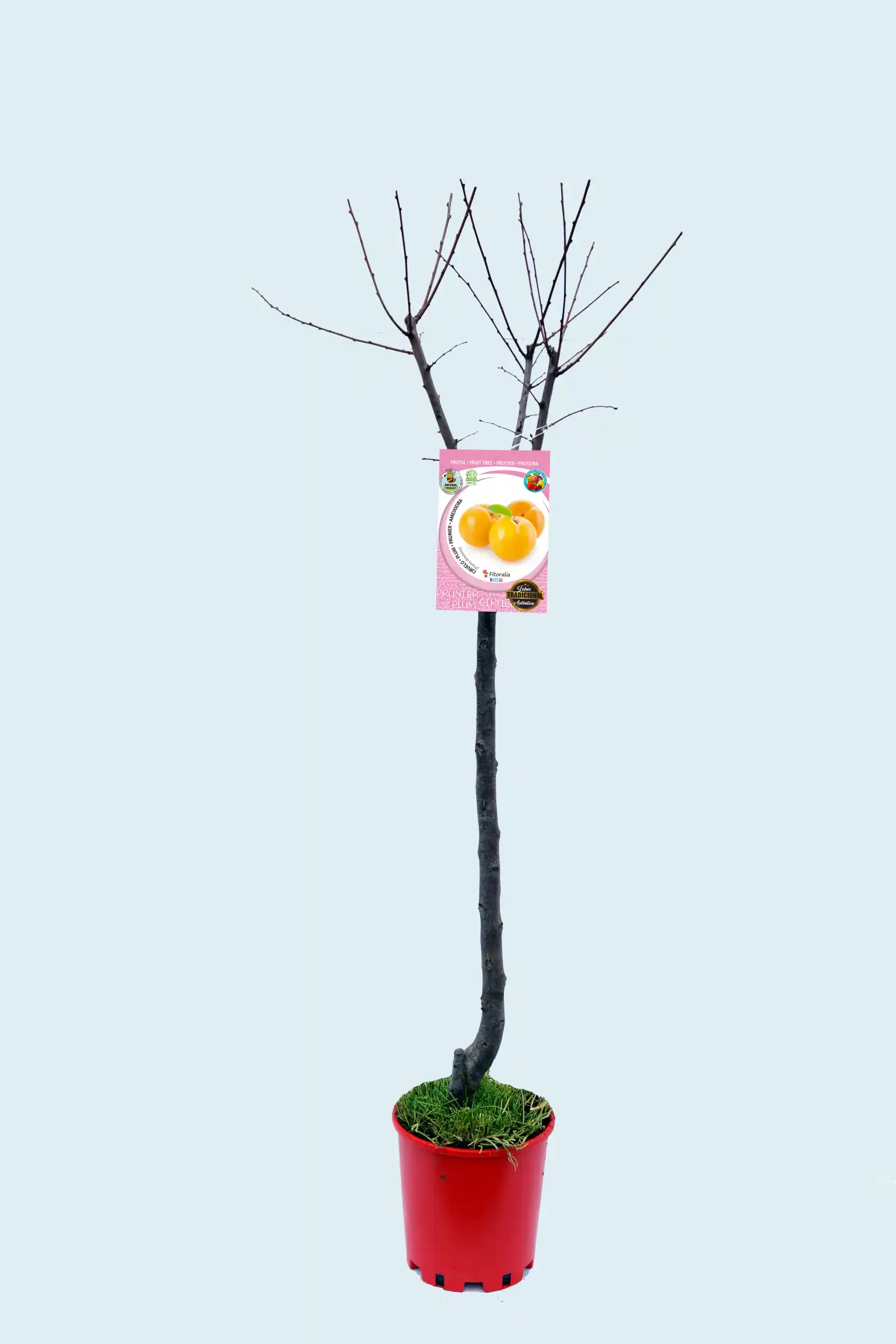 Juglante de ciruela en maceta, árbol frutal de frutos amarillos, cultivo orgánico, huerto ecológico, árbol de fruta fresca, plantar en jardín o huerto urbano, variedad tradicional de ciruela amarilla.