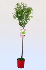 Árbol frutal de cítricos en maceta, variedad de lima Kaffir, cultivo ecológico, perfecto para huerto urbano y jardinería sostenible, foliación abundante y crecimiento saludable.